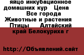 яйцо инкубационное домашних кур › Цена ­ 25 - Все города Животные и растения » Птицы   . Алтайский край,Белокуриха г.